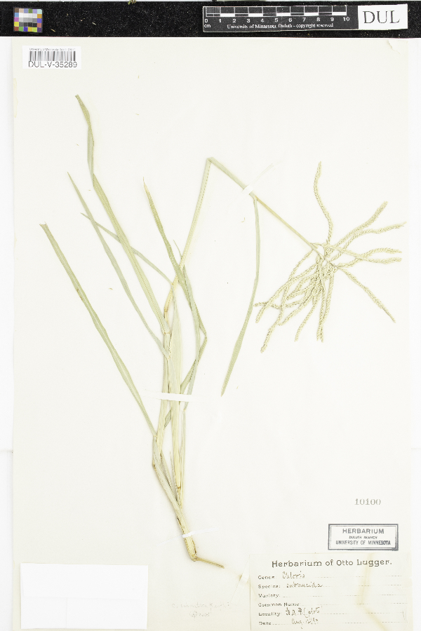 Chloris submutica image