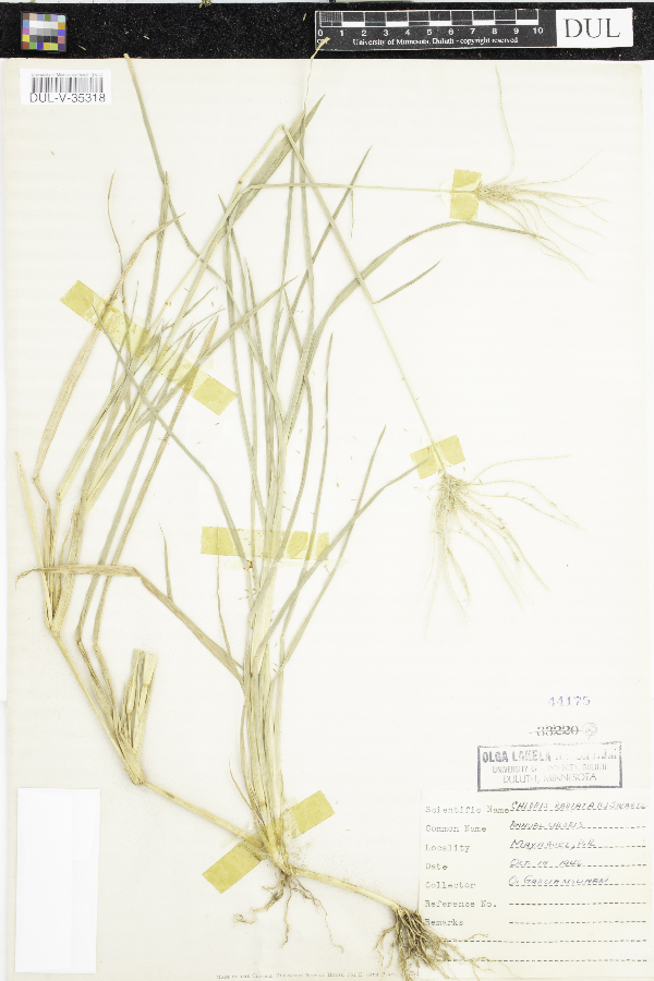 Chloris radiata image