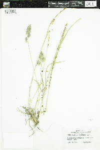 Dactylis glomerata image