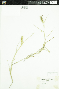 Cenchrus tribuloides image