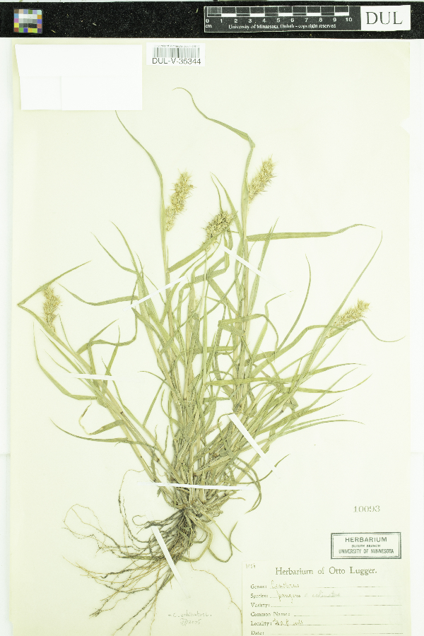 Cenchrus echinatus image