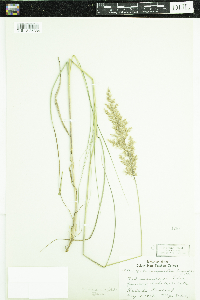 Image of Calamagrostis canescens