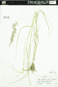 Calamagrostis canadensis image