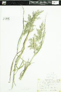 Calamagrostis canadensis image