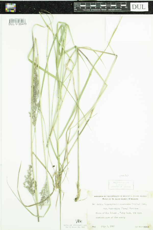 Calamagrostis canadensis var. macouniana image