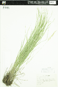 Image of Calamagrostis rubescens