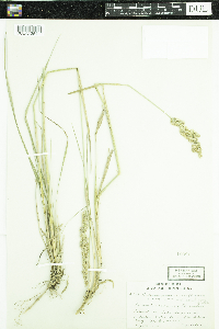 Calamagrostis canadensis image