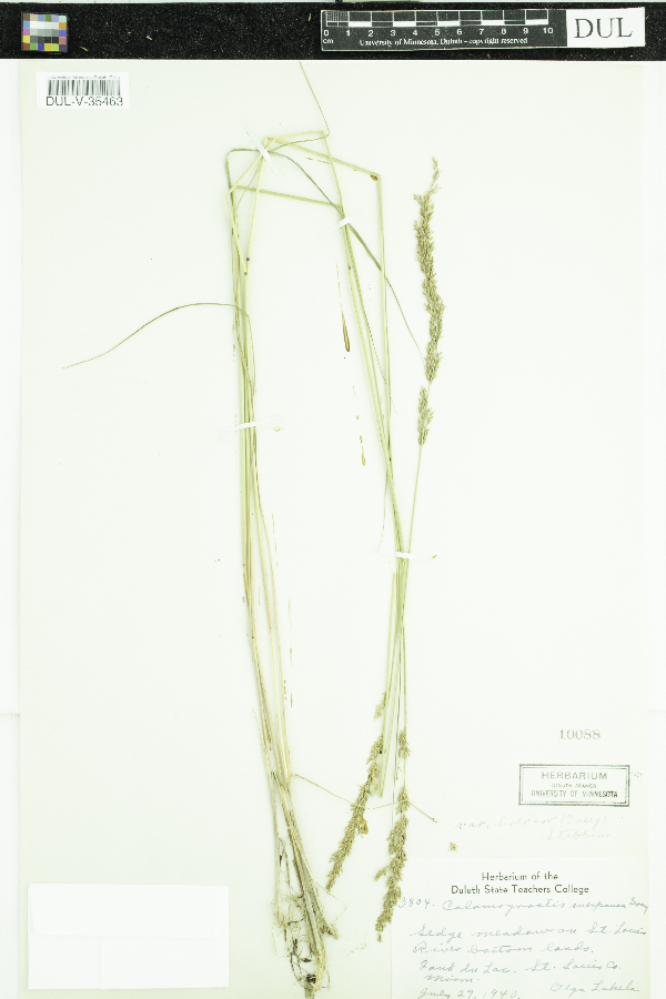 Calamagrostis stricta subsp. inexpansa image