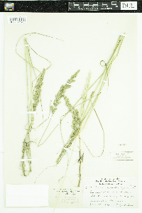 Calamagrostis canadensis image