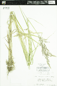 Calamagrostis canadensis image