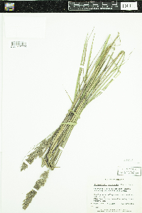 Calamagrostis canadensis image