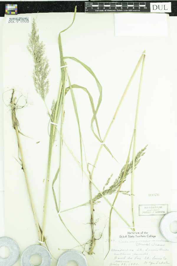 Calamagrostis image