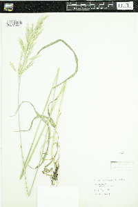 Bromus pumpellianus image