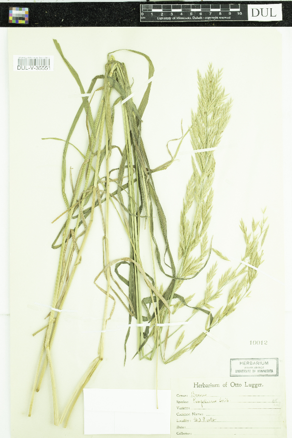 Bromus pumpellianus image