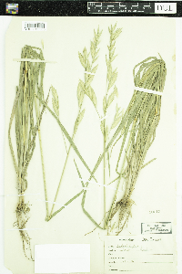 Image of Bromus catharticus