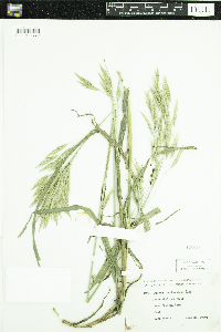 Bromus catharticus image