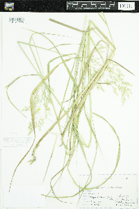 Calamagrostis canadensis image