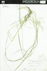 Calamagrostis canadensis image