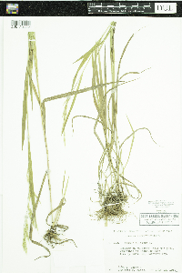 Bromus ciliatus image