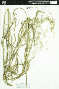 Bromus ciliatus image