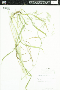 Bromus ciliatus image