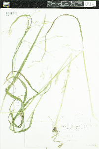 Bromus ciliatus image