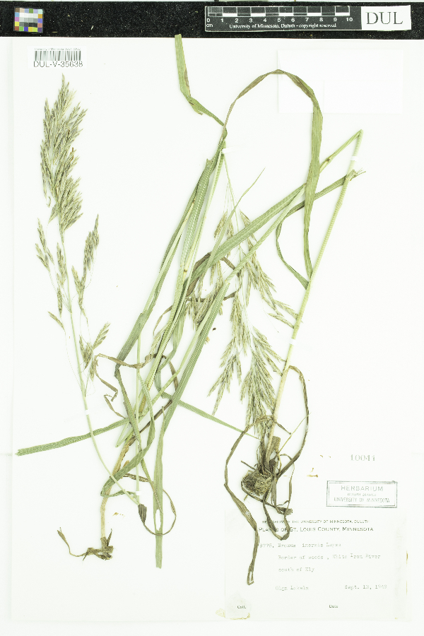 Bromus inermis image