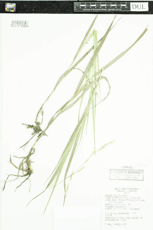 Bromus image