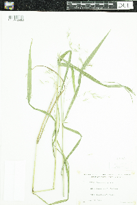 Bromus ciliatus image