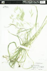 Bromus ciliatus image