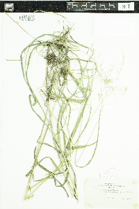 Bromus ciliatus image