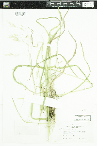 Bromus ciliatus image