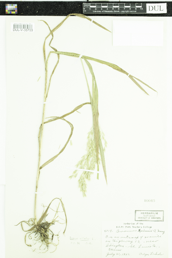 Bromus ciliatus image