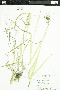 Bromus ciliatus image