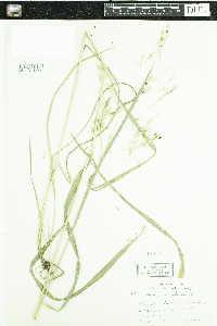 Bromus ciliatus image