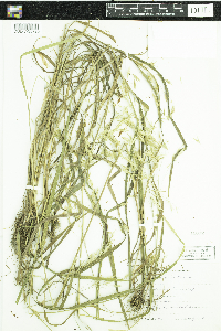 Bromus ciliatus image