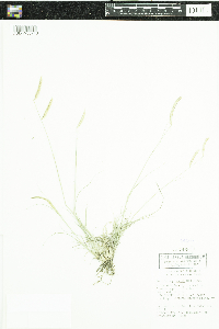 Bouteloua gracilis image