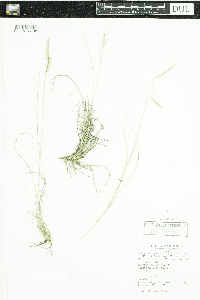 Bouteloua gracilis image