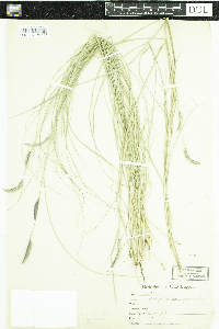 Bouteloua gracilis image