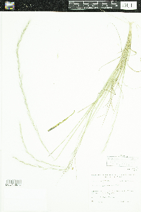 Aristida purpurascens image