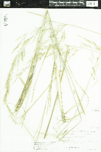 Aristida lanosa image