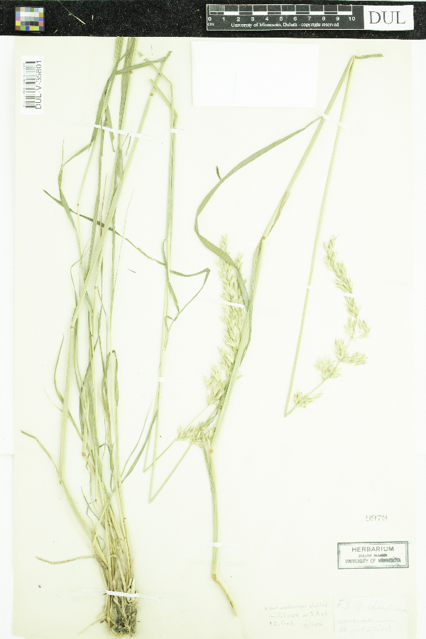 Arrhenatherum avenaceum image