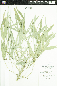 Arundinaria gigantea image