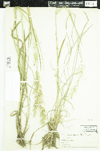 Avenula pubescens image