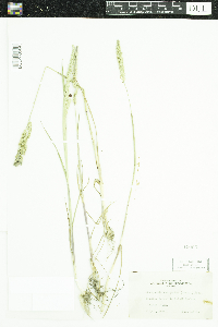 Beckmannia syzigachne image