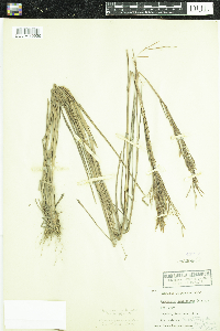 Image of Schizachyrium condensatum