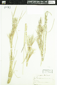 Andropogon glomeratus image