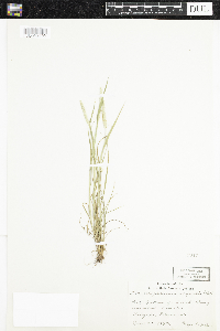 Alopecurus aequalis image