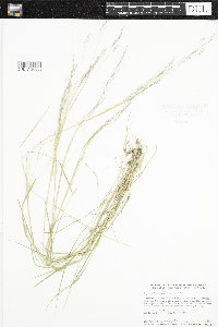 Agrostis scabra image