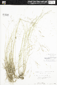 Agrostis scabra image